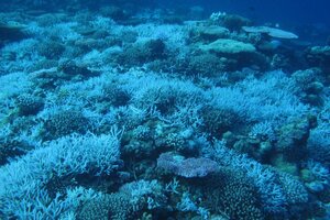 Rowley Shoals bleaching.jpg